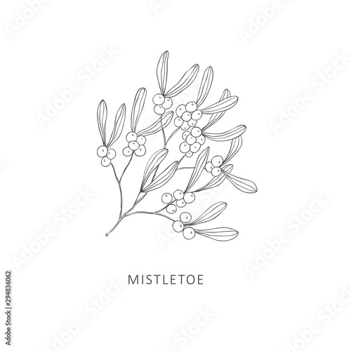Hand drawn branch of plant. Line art vector graphic.
