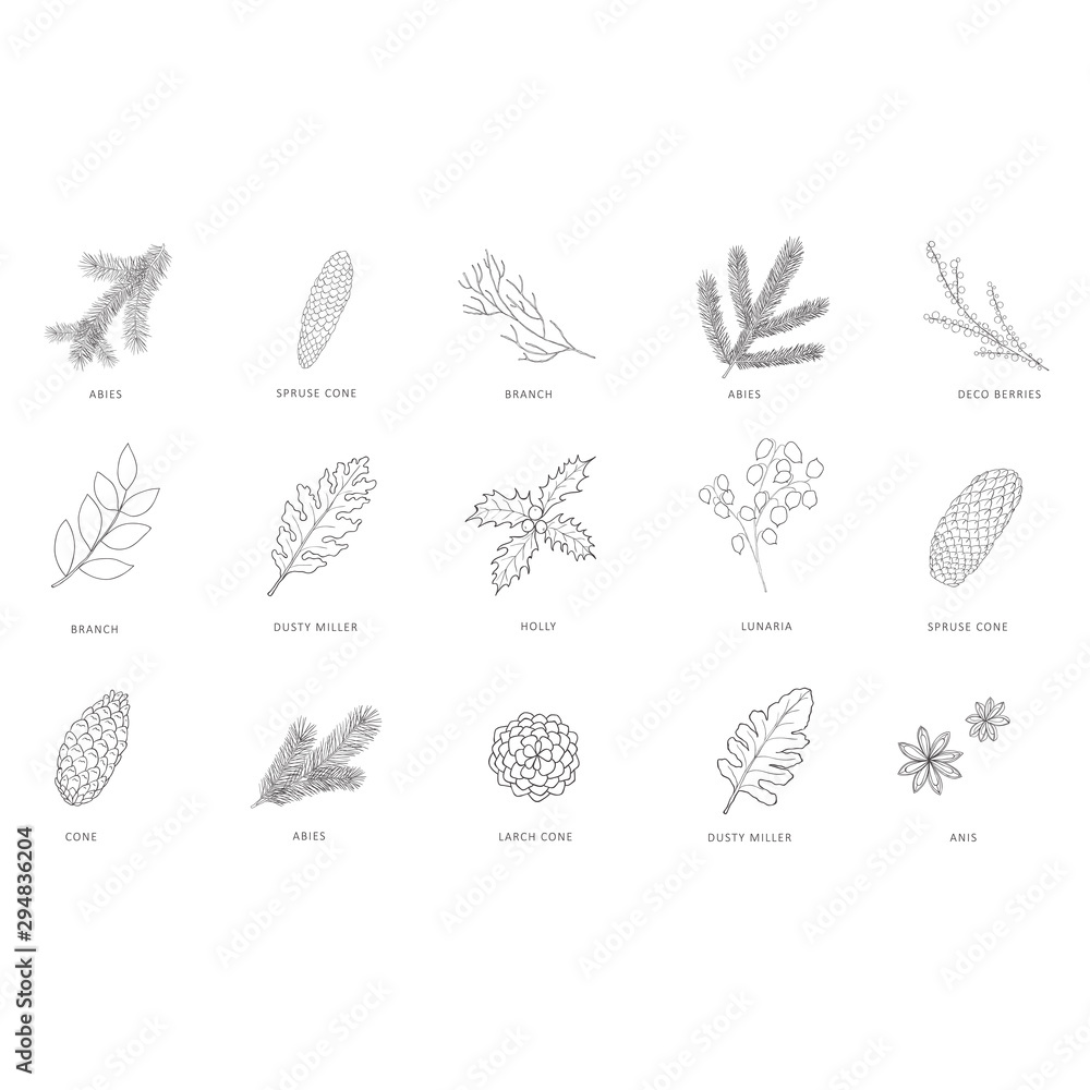 Hand drawn branches of plants and trees.