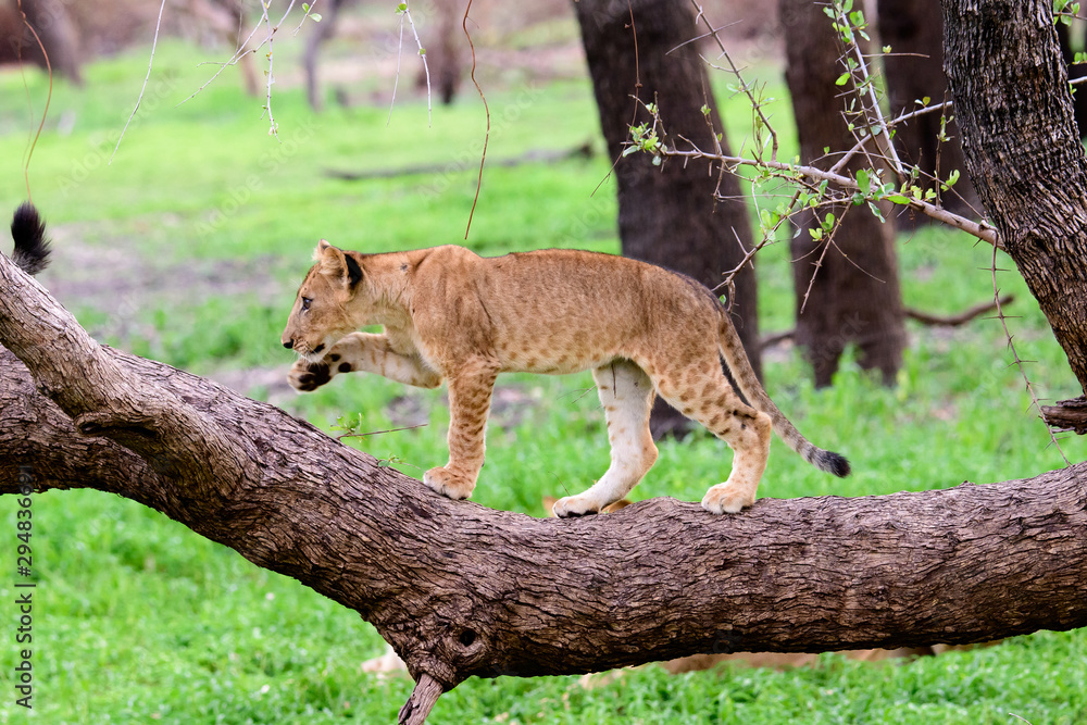 Obraz premium Lion cub on a log