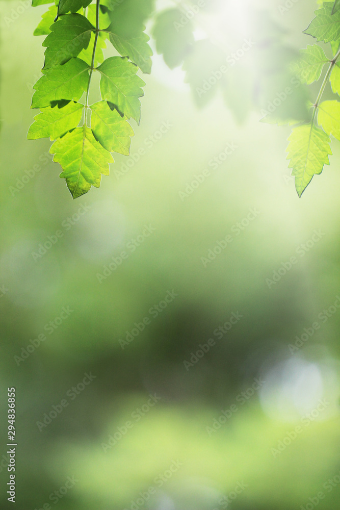 Beautiful green leaves nature in the garden and blurred background. Beautiful green leaves nature in the garden and blurred background.