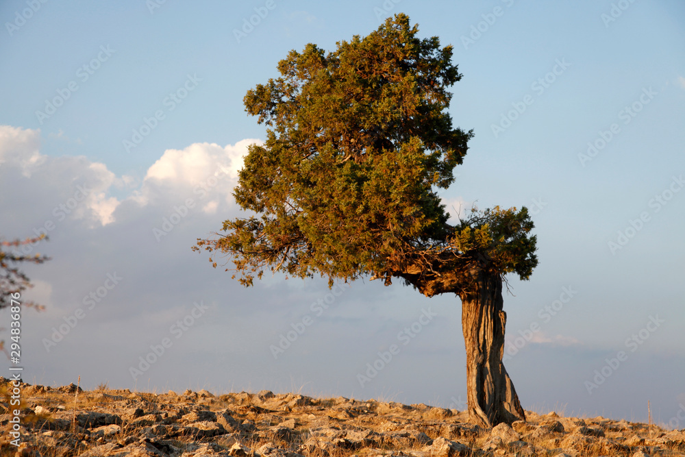cloudy sky and juniper tree cloudy sky and juniper tree