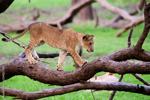 Lion cub on a log photo