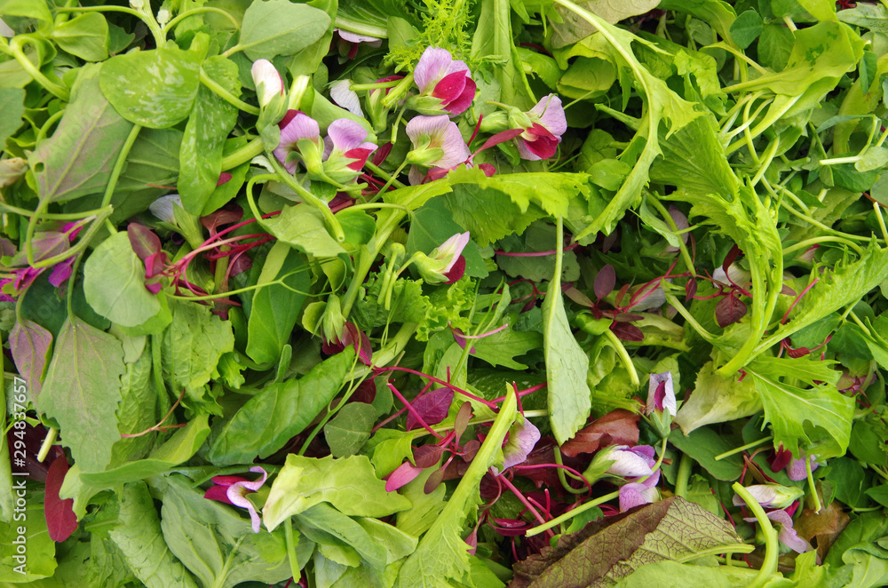 Mesclun salad mixed field greens piled closeup view Mesclun salad mixed field greens piled closeup view