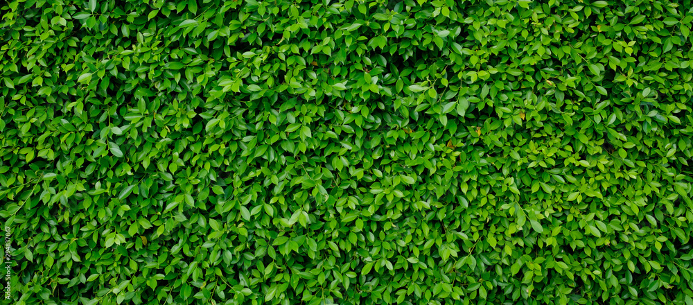 green leaves wall background, leaf wall nature background, green leaves wall background, leaf wall nature background,
