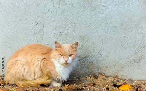 A red homeless cat with a white breast sits near a white cement wall. Homeless animals. Animal protection. Place for text on the wall. photo