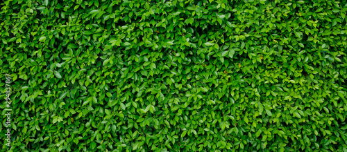green leaves wall background, leaf wall nature background, 