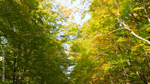 Aerial motion bottom view of green and yellow maple trees