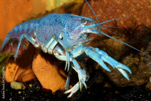 Blaue Floridakrebs (Procambarus alleni) Flusskrebs, Florida