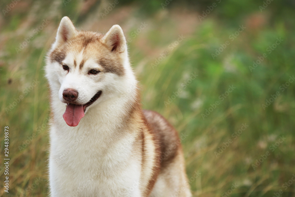 Siberian Husky light red and white colors  smiling portrait with nature background. Happy dog.