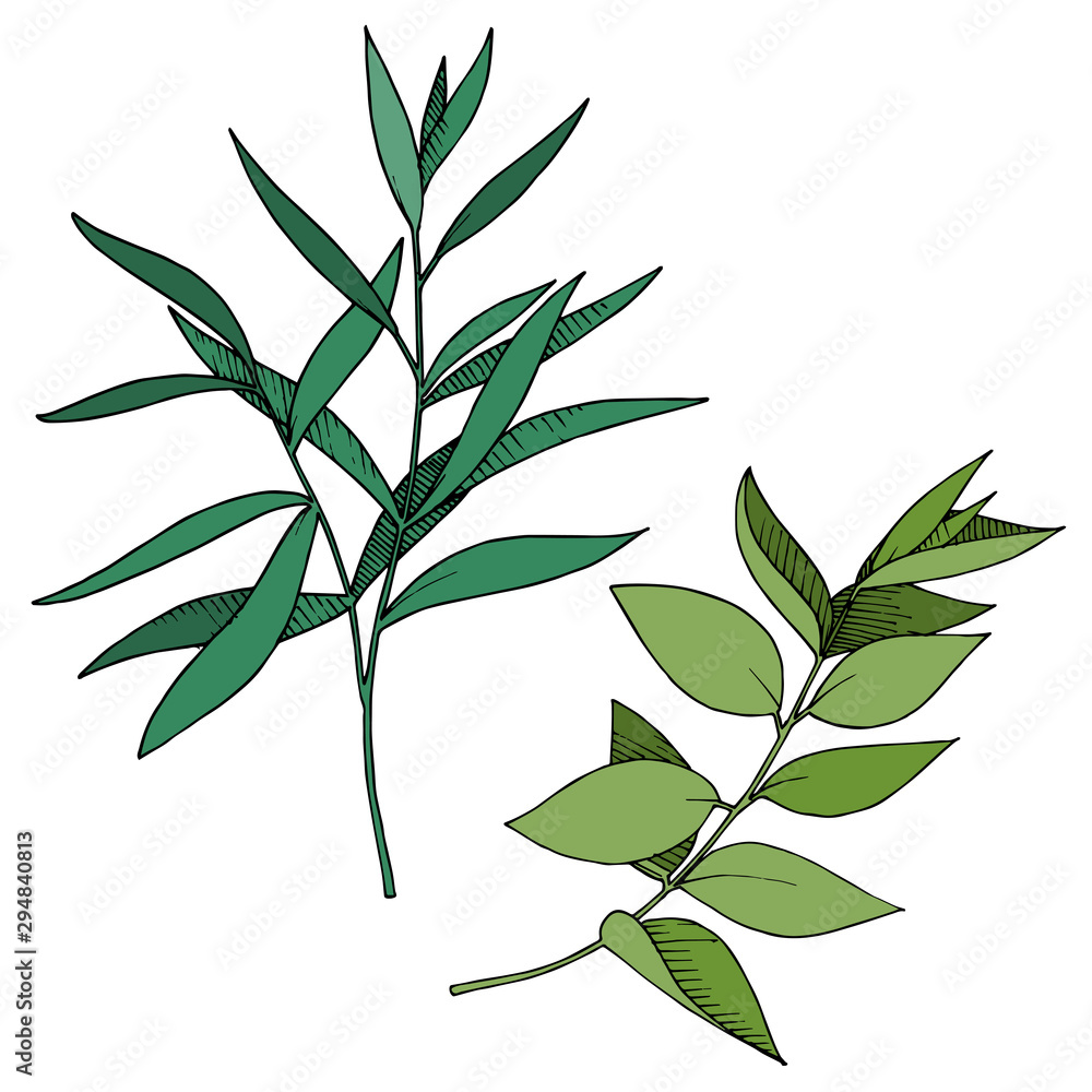 Vector Eucalyptus leaves branch. Black and white engraved ink art. Isolated branches illustration element.