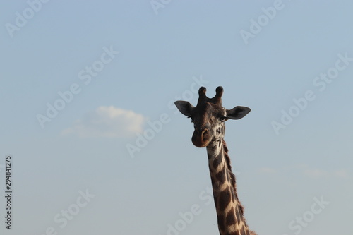 Giraffe head. © Marie