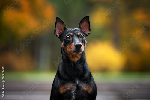 german pinscher dog portrait outdoors in autumn