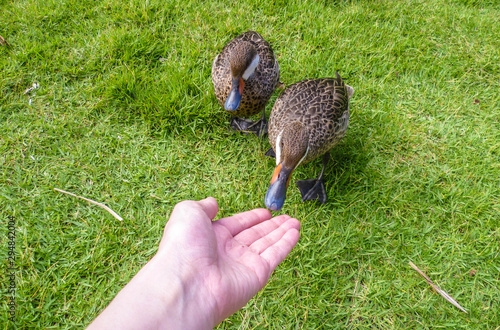 Two gray ducks (Anas strepera) walk on a green lawn. They’re not afraid of anyone, you can feed them by hand.