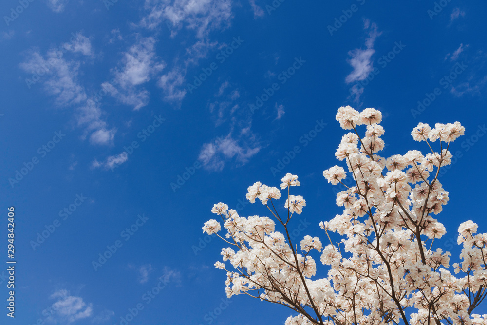 White trumpet tree under a blue sky.