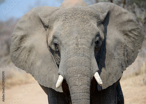 Photography Close up of the face of an African Elephant
