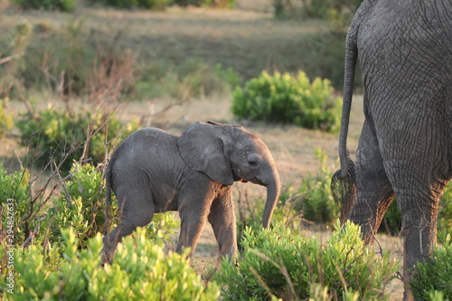 Photography Baby elephant in the african savannah.