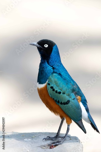 Profile of a curious superb starling
