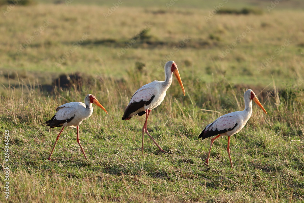 Fototapeta premium Cigogne birds in the african savannah.