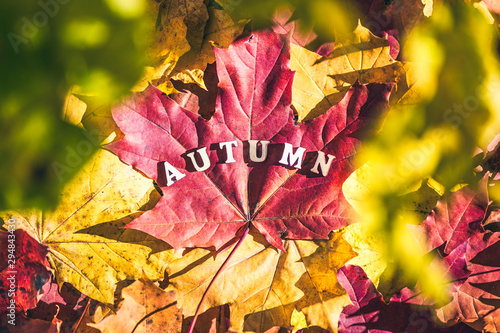 The word autumn made of wooden letters is laid out on a large maple leaf.  forest, morning at dawn.  Top view. Indian summer. Cincept photo