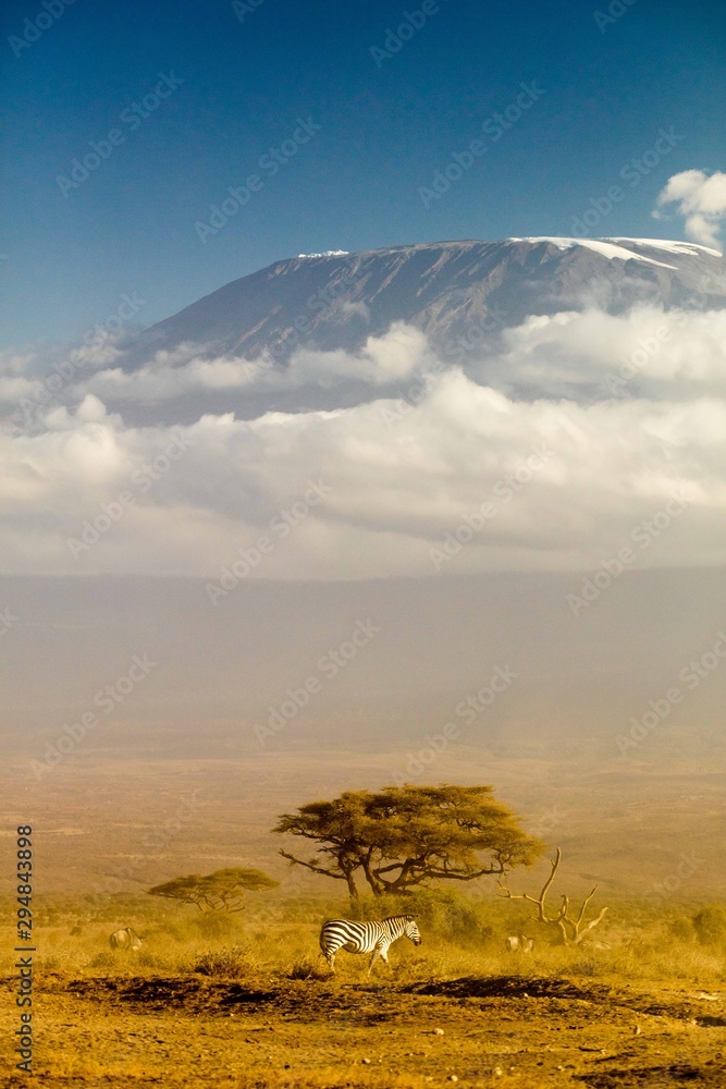 View of Mt Kilimanjaro in the afternoon - obrazy, fototapety, plakaty 
