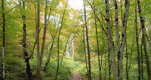 Aerial motion view of pathway through the autumn forest and green trees. Beautiful fall scenery