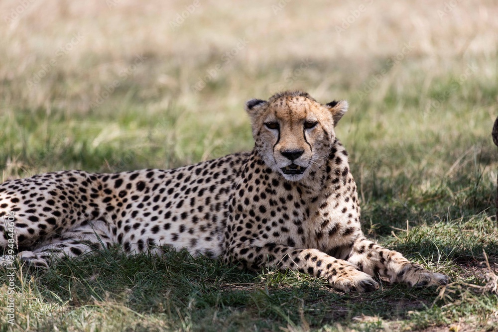 A cheetah under a tree A cheetah under a tree