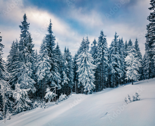 Cold winter morning in Carpathian mountains with snow covered fir trees. Dramatic outdoor scene  Happy New Year celebration concept. Beauty of nature concept background.