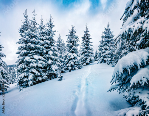 Stunning winter morning in mountain foresty with snow covered fir trees. Wonderful outdoor scene, Happy New Year celebration concept. Beauty of nature concept background.