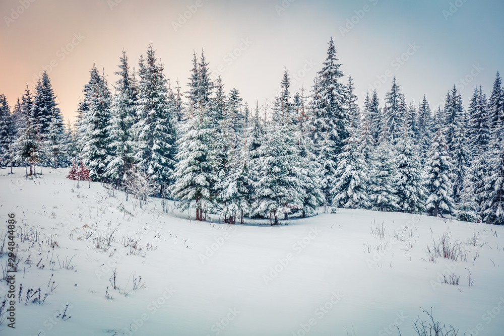 Frosty winter sunrise in Carpathian mountains with snow covered fir trees. Incredible morning scene of mountain forest. Beauty of nature concept background.