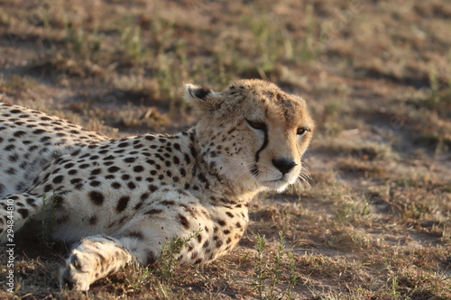 Cheetah face closeup.