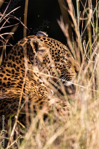 A leopard in the bush