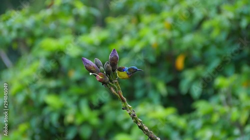 Male brown-throated sunbird drinking nectar in the morning