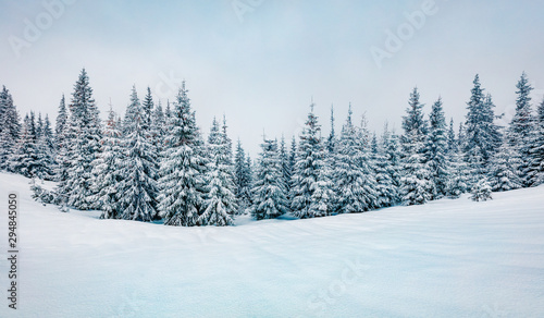 Cold winter morning in mountain foresty with snow covered fir trees. Retro srtyle outdoor scene of Carpathian mountains. Beauty of nature concept background.
