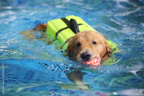 Foto Golden Retriever wear life jacket and hold toy in mouth in swimming pool