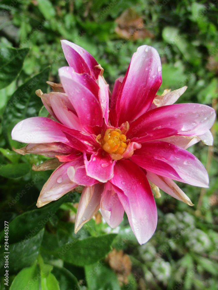 Flores varias Flores varias
