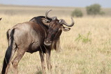 Wildebeest in the savannah, Masai Mara National Park, Kenya.