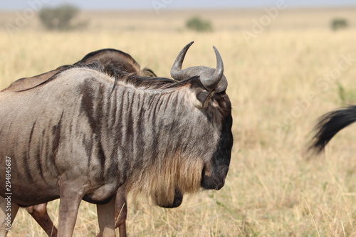 Fototapeta Naklejka Na Ścianę i Meble -  Wildebeest in the savannah, Masai Mara National Park, Kenya.