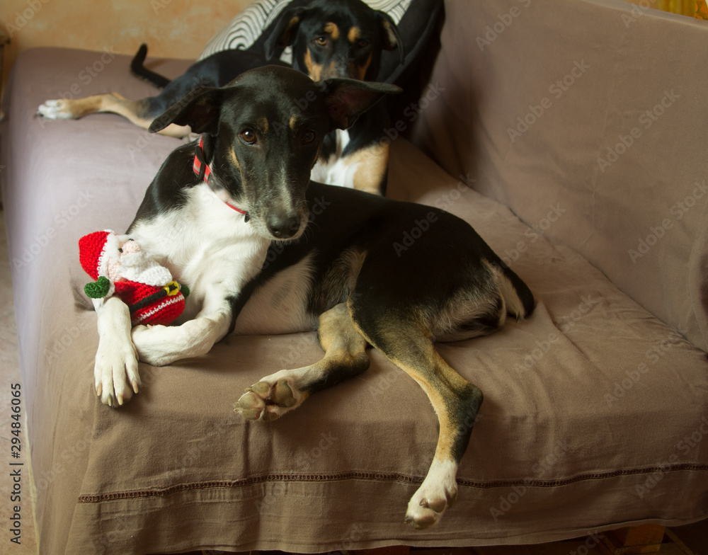 black and white mongrel dog on the sofa embracing the Santa Claus puppet black and white mongrel dog on the sofa embracing the Santa Claus puppet
