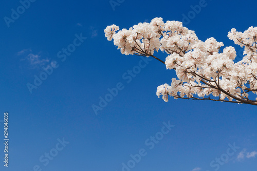 White trumpet tree under a blue sky. photo