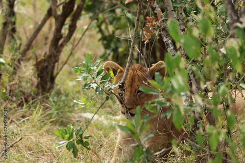 Lion cub hiding behind a bush in the african savannah.