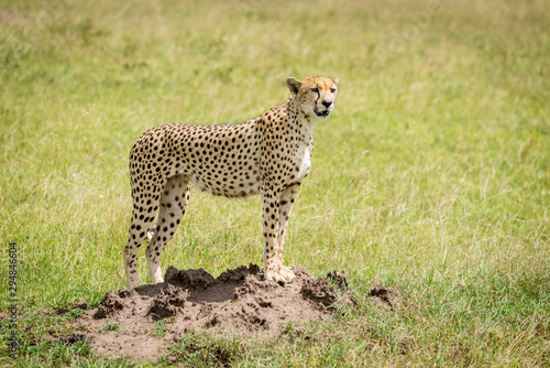 Cheetah stands on termite mound facing right