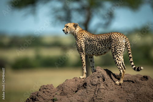 Valokuvatapetti Cheetah stands on termite mound in profile