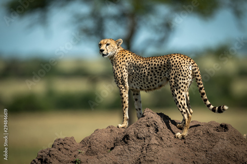 Cheetah stands on termite mound looking left
