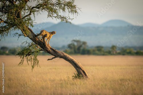Cheetah stands on twisted tree in grassland photo