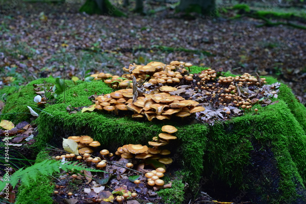 Obraz premium Pilze auf Baumstumpf
