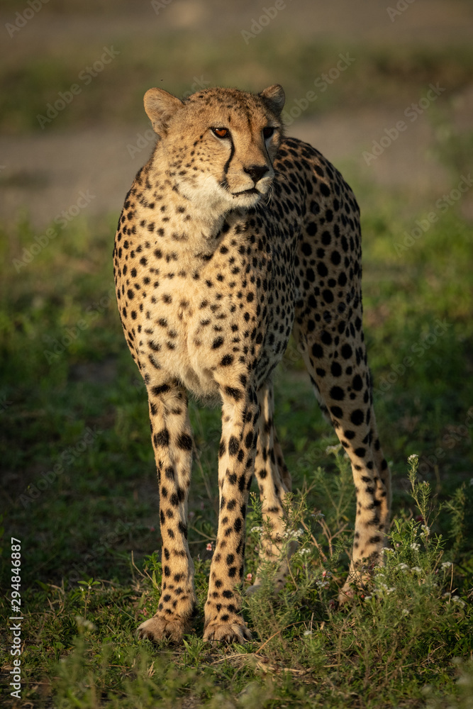 Cheetah with catchlight stands on grassy plain Cheetah with catchlight stands on grassy plain