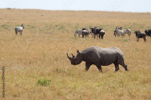 Rhino and wildebeests in the african savannah. photo