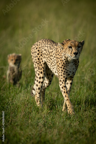 Cheetah walks through tall grass with cub