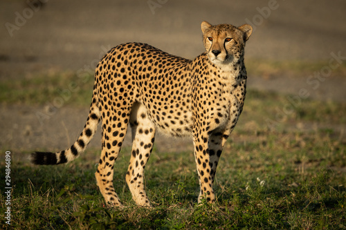 Cheetah with catchlight stands in grassy plain