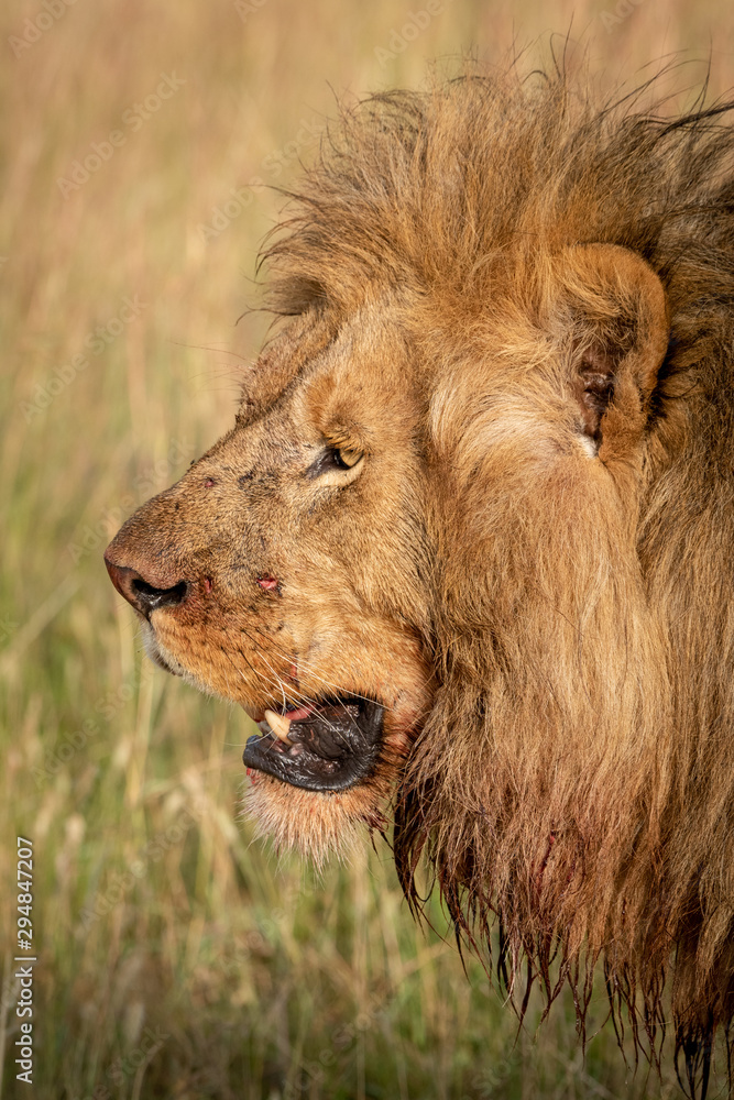 Close-up of bloody face of male lion Close-up of bloody face of male lion